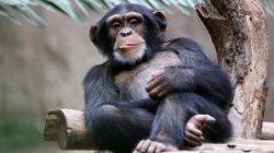 Распознавание сородичей у шимпанзе. Как происходит?